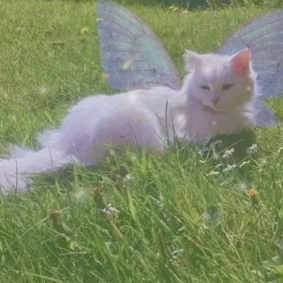 Morgana