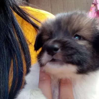 Ali