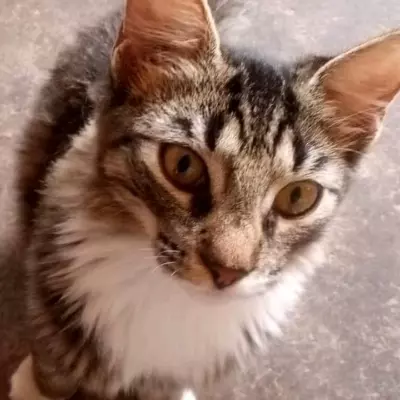 Roxana