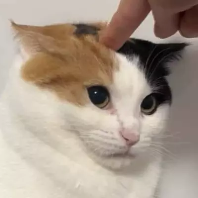 sandwichdemigatostado