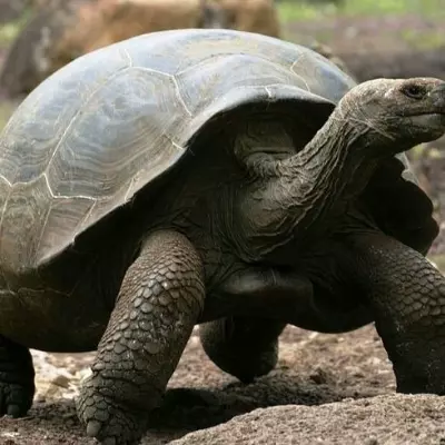 Tartaruga gigante 