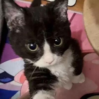 Kenji