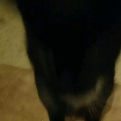 Mey 