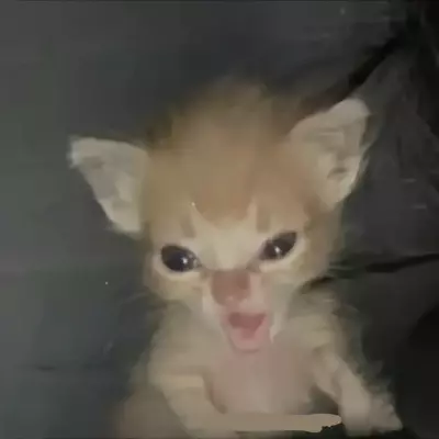 Peter