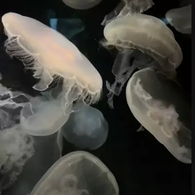 ..