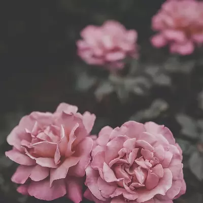 Elizabeth