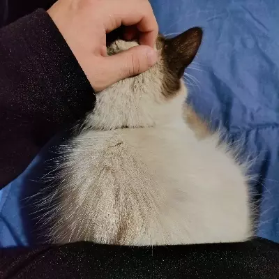 Axel 
