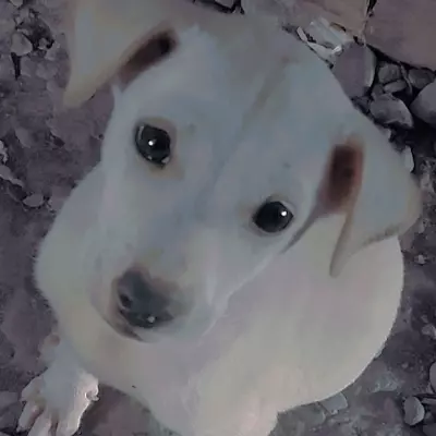 Kai