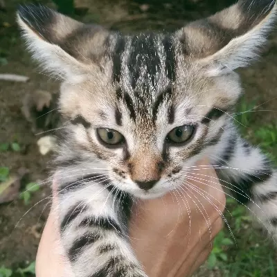Sie Yu'er 