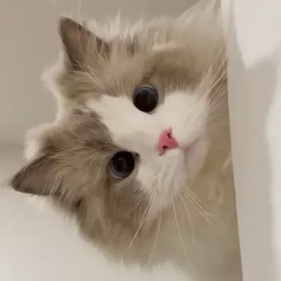Lia