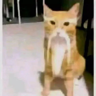 Kooips
