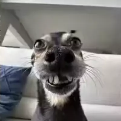 Catzueiro