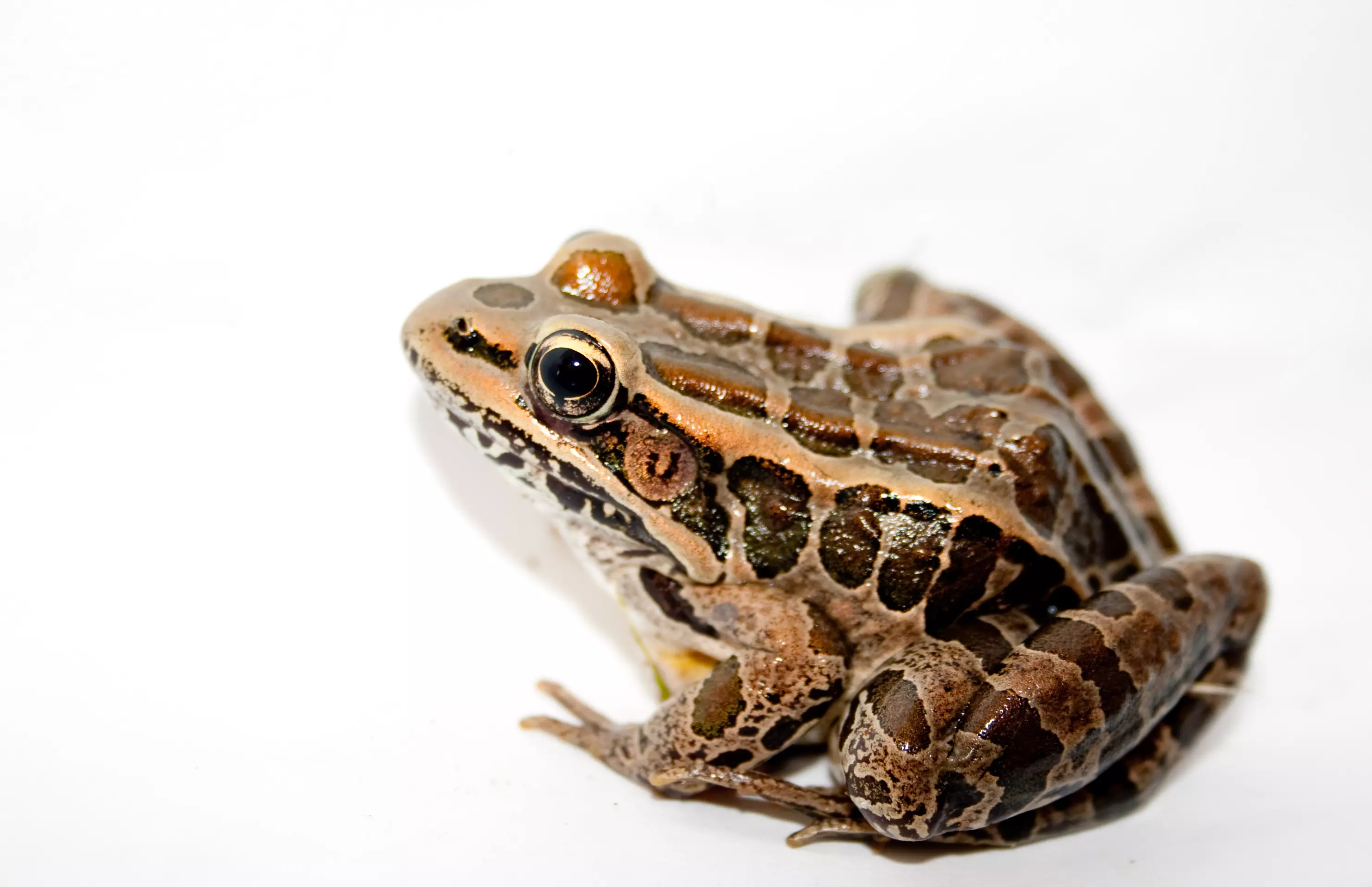 frog