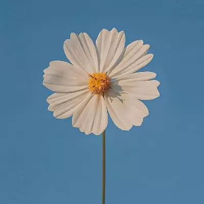 Jasmine