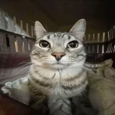 Elliot