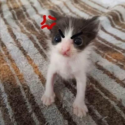 Laila