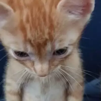 Luka
