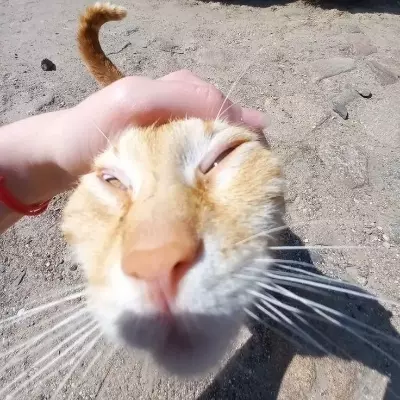 Fip