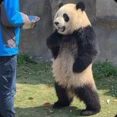 PANDA