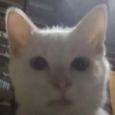 Aniki Mujido