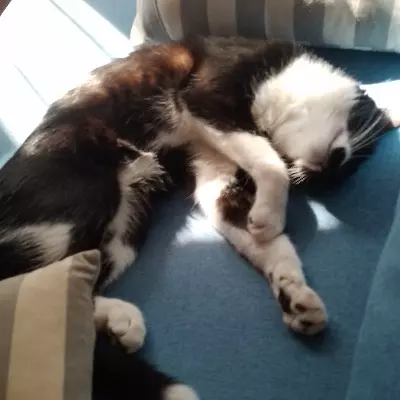 Sofii 