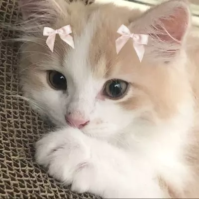 elenoca:3