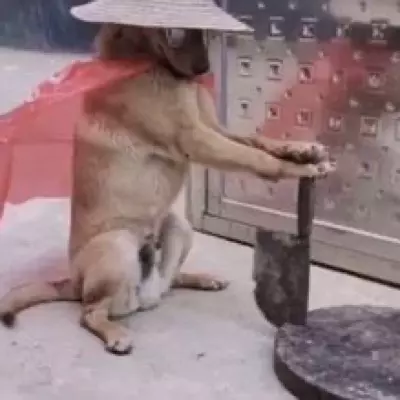 KOKO
