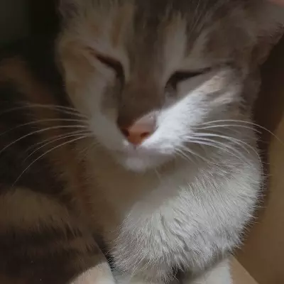 Anastasya