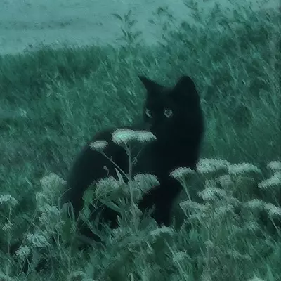 Kitty 