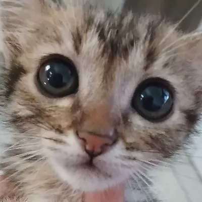 angel