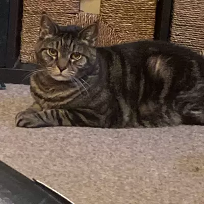 Niko