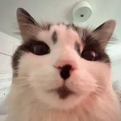 Ray 