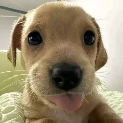 Zoé 