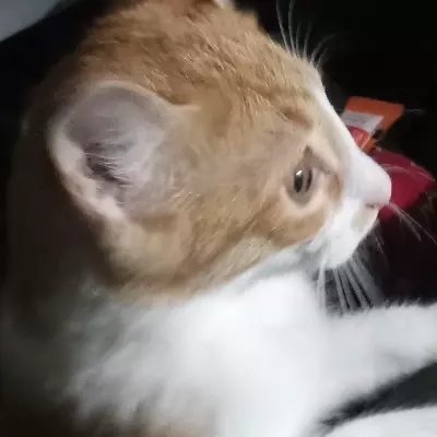 Atlas