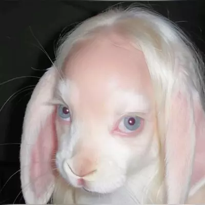 Lala 