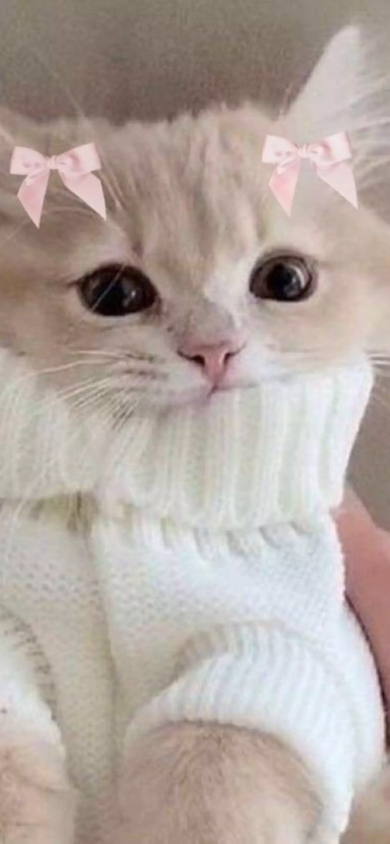 byubelly