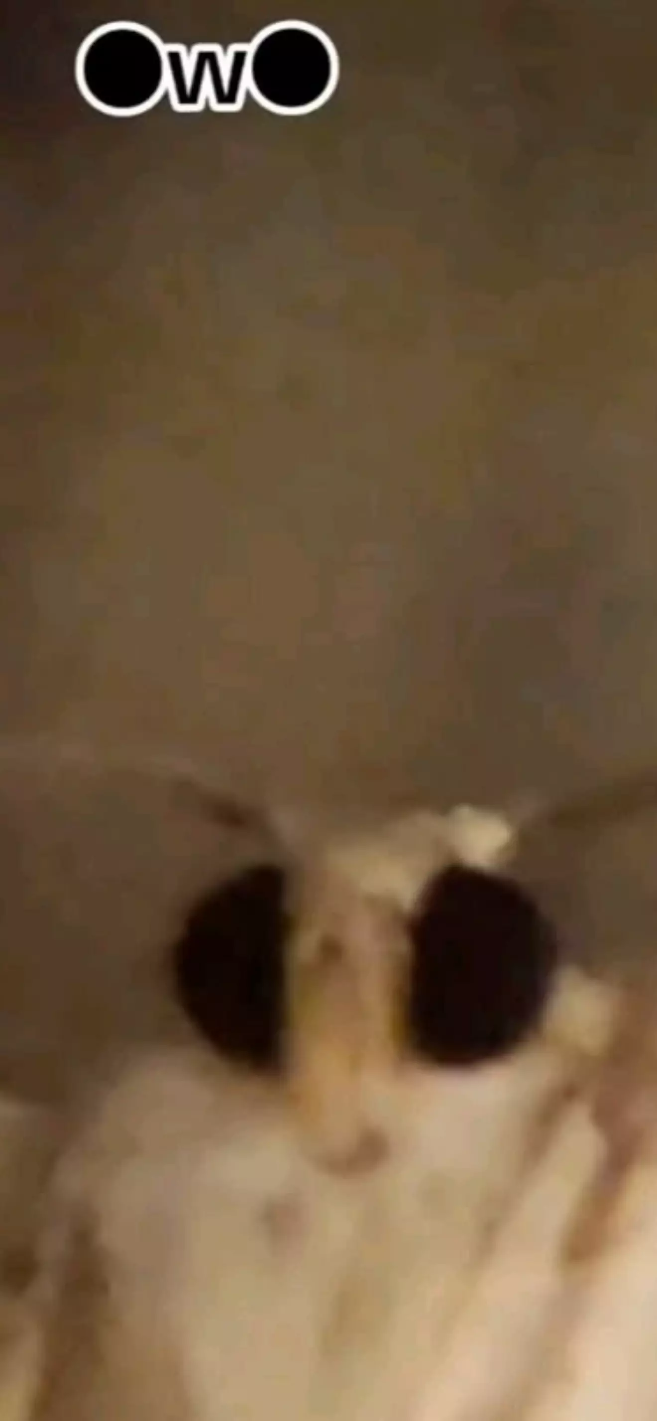 𝚮ᩬ𝔤⃟⃟⃕֟፝⸖͜𝘡⃮⃧ 𝘺⃮⃧ 𝘳⃮⃧ 𝘢⃮⃧