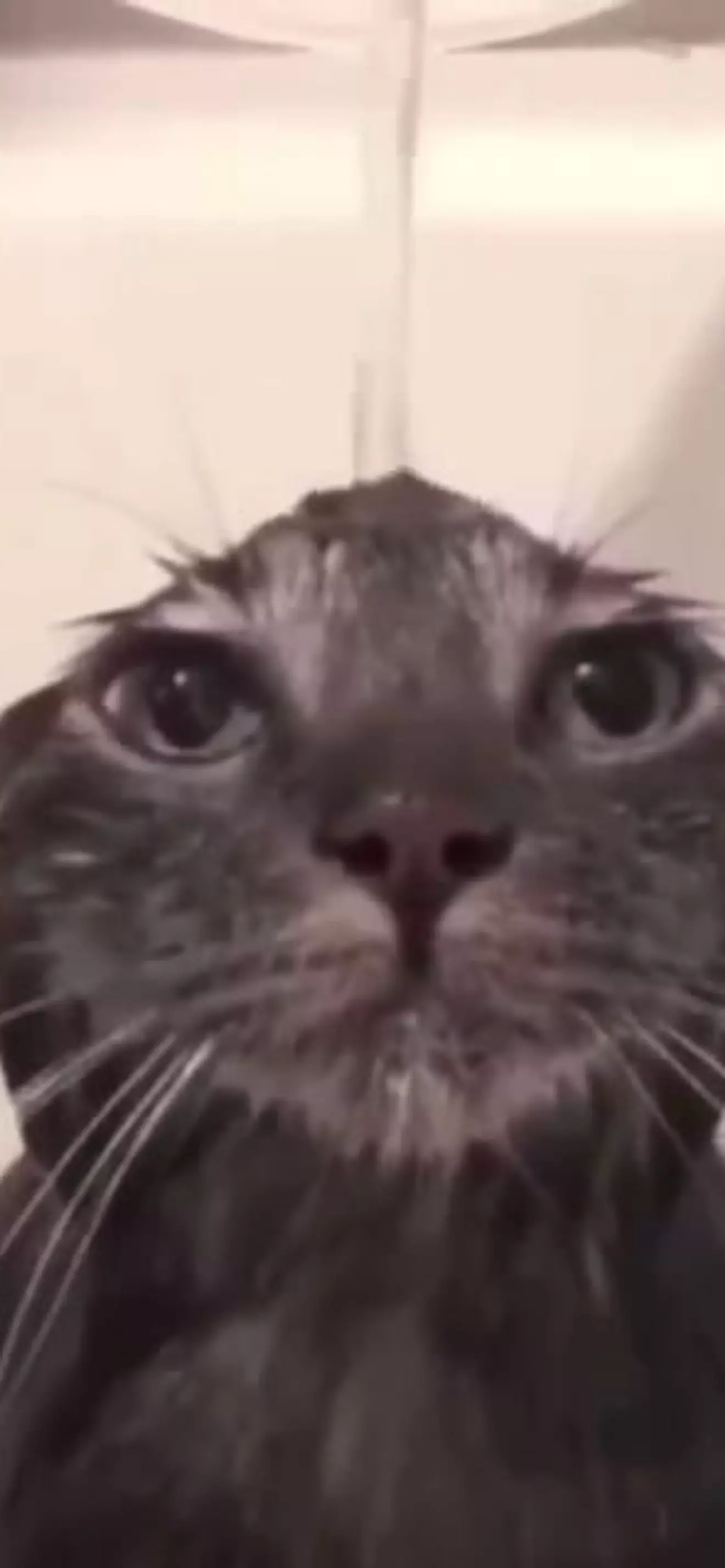 Anyi