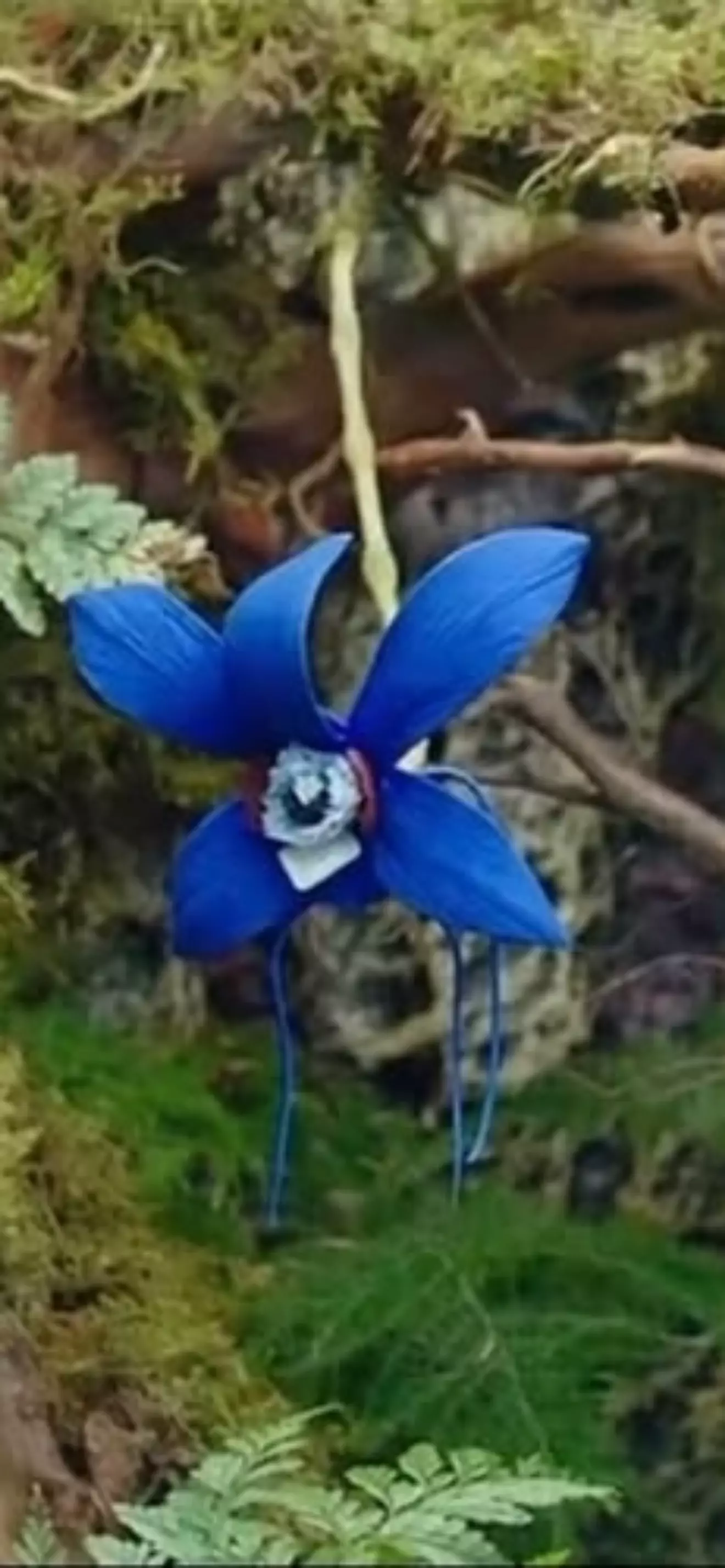 Ghost orchid