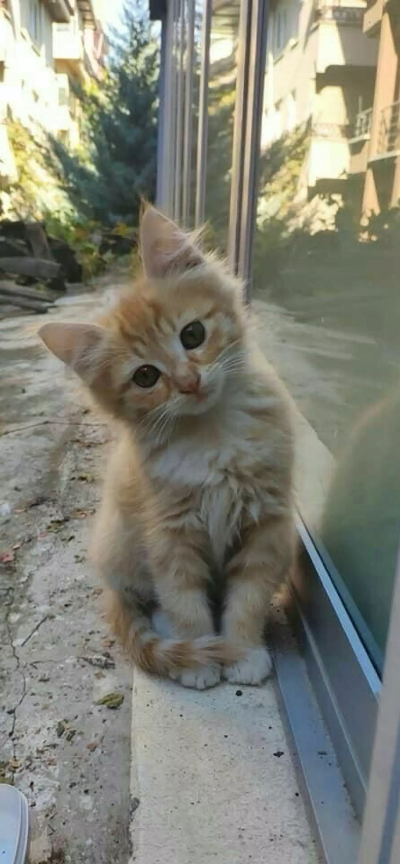 Amala
