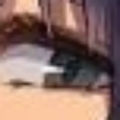 Lysandra thumbnail