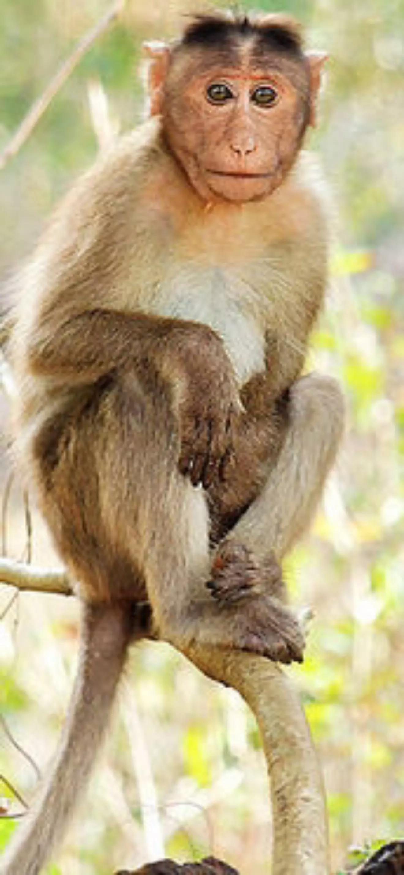 Maz