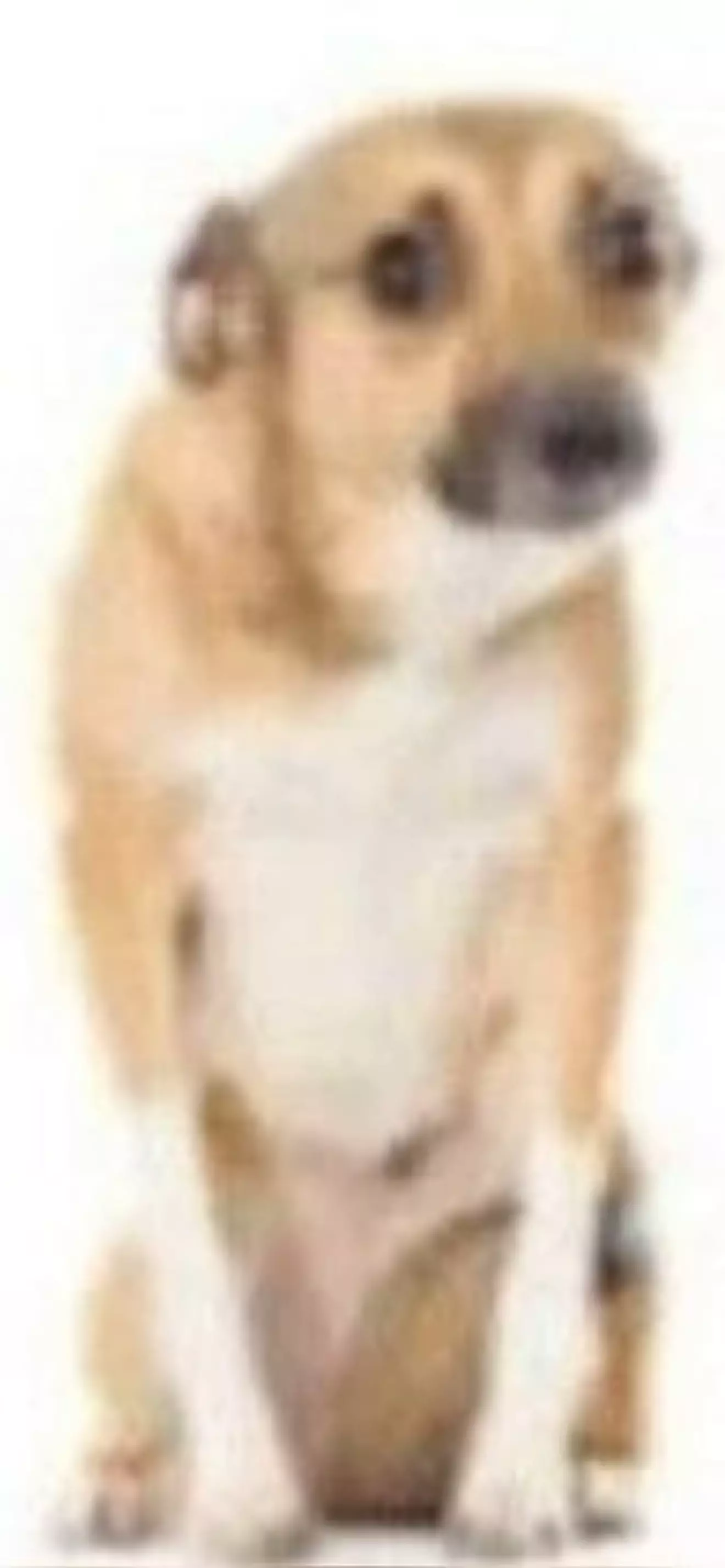 𝐒ofibjw