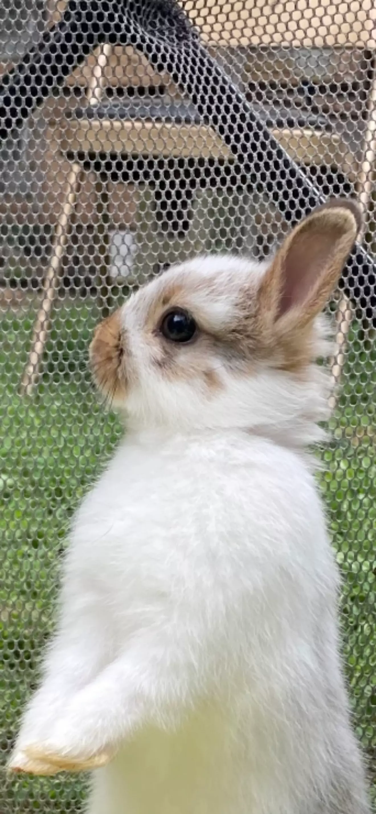 -RabbitJester-