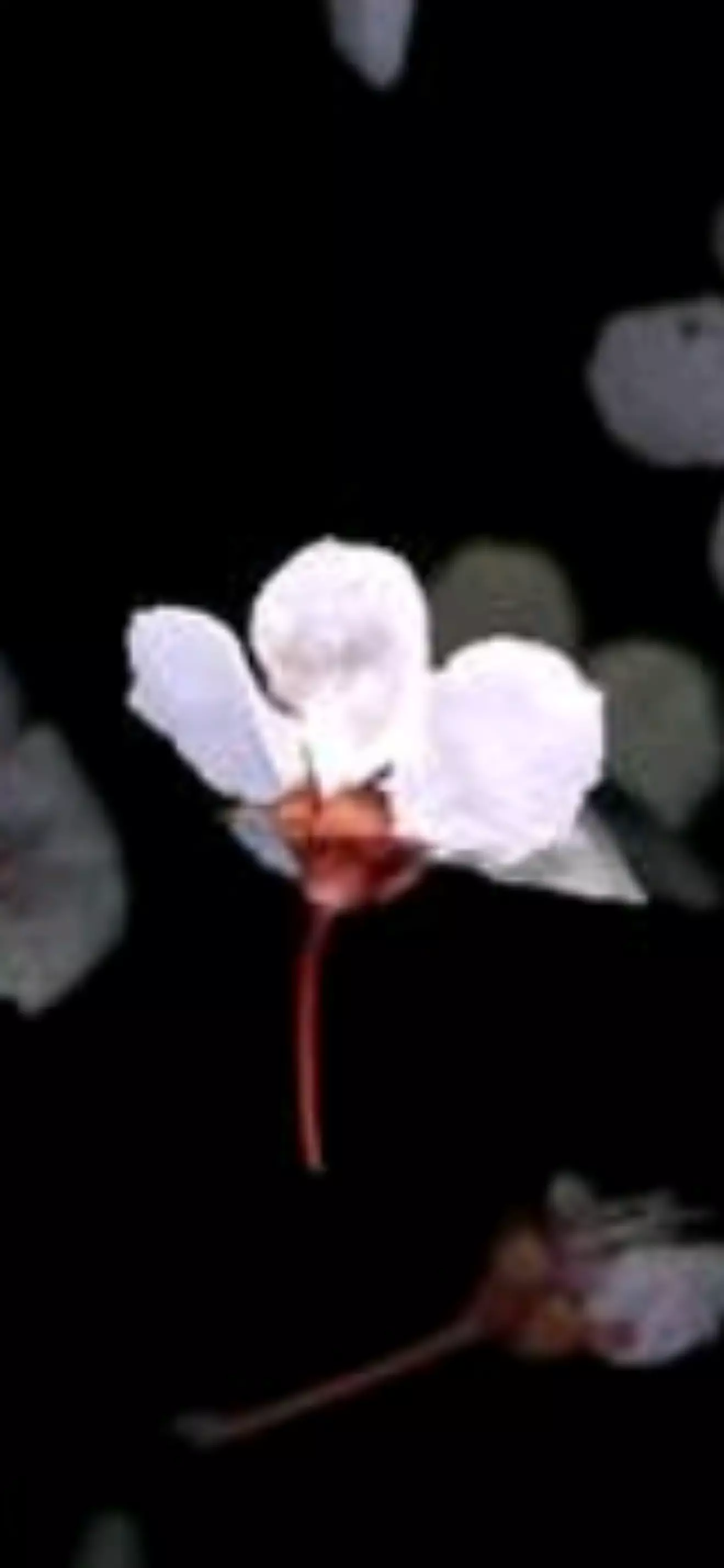 Akame