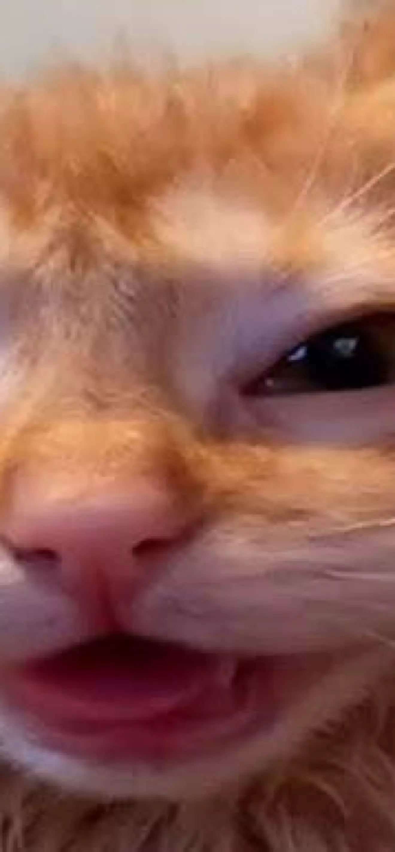 Glip