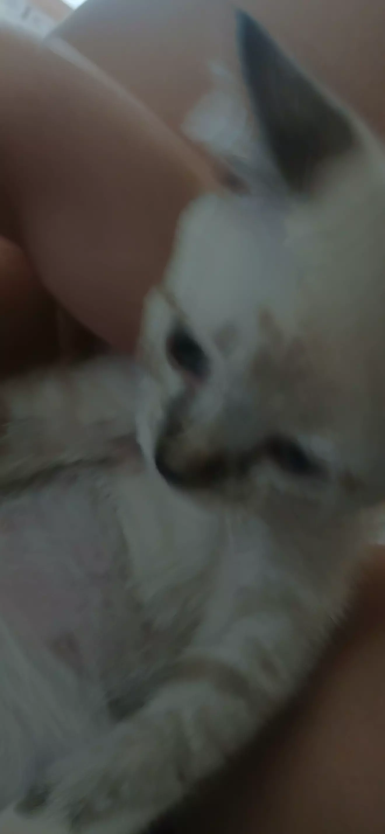lily