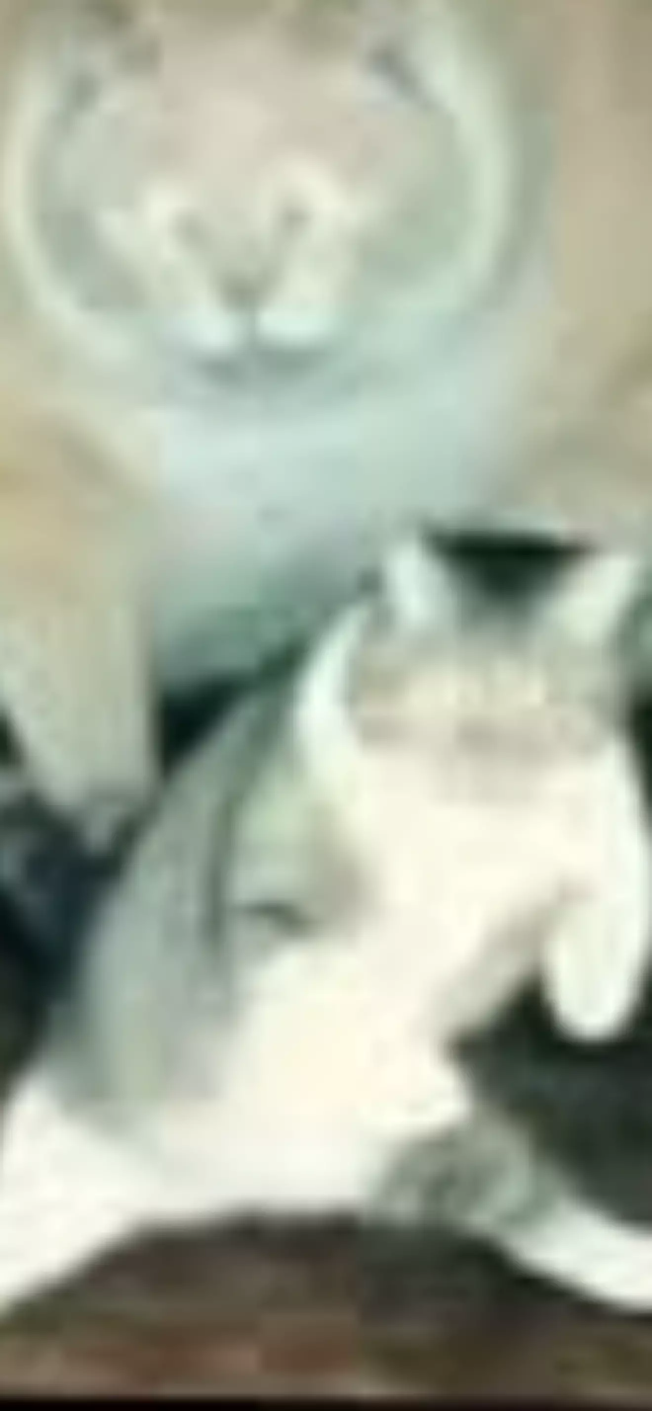 Tavito