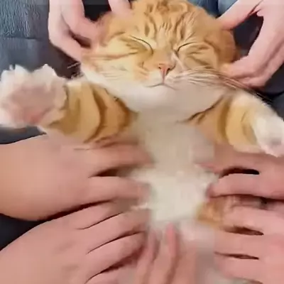 lele