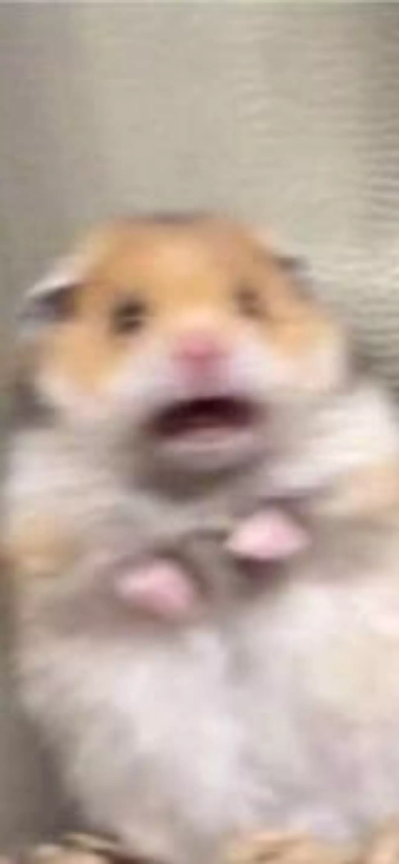 IAteUrHamster